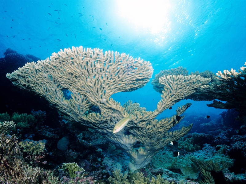Corallo Tabulare Acropora Corallo Tabulare Acropora